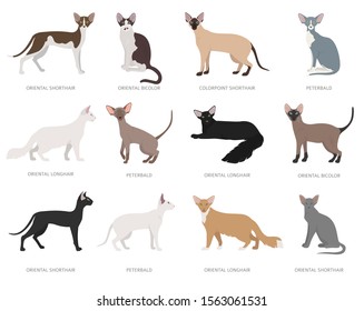 Oriental type cats. Domestic cat breeds and hybrids collection isolated on white. Flat style set. Vector illustration