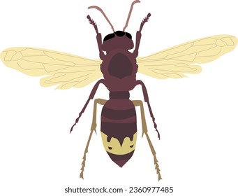 Oriental vespa wasp The Oriental hornet - Vespa orientalis -  illustration vector