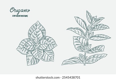 origano hand drawing, sketch black white