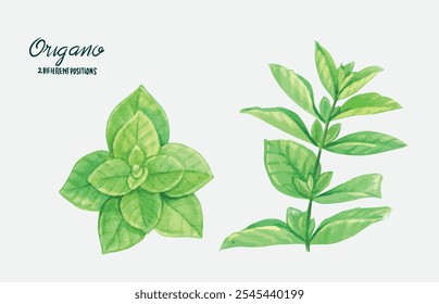 Origano watercolor hand draw, herb aroma of health