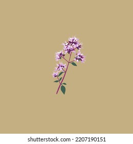 Origanum Vulgare. Medicinal Flower. Oregano Botanical, Garden Illustrations. Lilac Flowers. Vector Blooming Twig