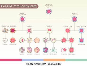 Origin of Cells of immune system. Medical benefit, the study of immunology. Vector design elements.