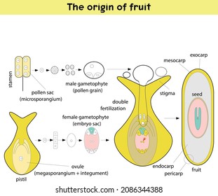 The origin of fruit - Structure of pistil and stamens in the section at the time of double fertilization