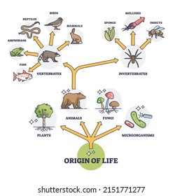 Origin of life and wildlife evolution from beginning species outline diagram. Labeled educational nature development from plants, animals, fungi and microorganisms to vertebrates vector illustration.