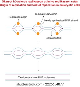 Origen de la replicación y bifurcación de la replicación en células eucarióticas