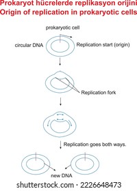 Origen de la replicación en células procariotas