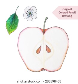 Original apple drawn by color pencils. Vector illustration of isolated objects on white background.