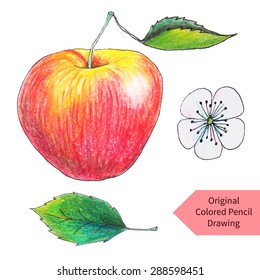 Original apple drawn by color pencils. Vector illustration of isolated objects on white background.
