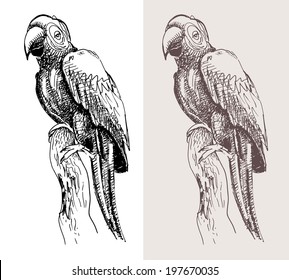 original artwork parrot, black sketch drawing bird, isolated on white background, and sepia color version, vector llustration