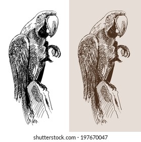 original artwork parrot, black sketch drawing bird, isolated on white background, and sepia color version, vector llustration