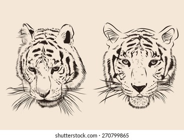 Original Artwork Tiger With Dark Stripes, Isolated On White Background, And Sepia Color Version, Vector Llustration. EPS