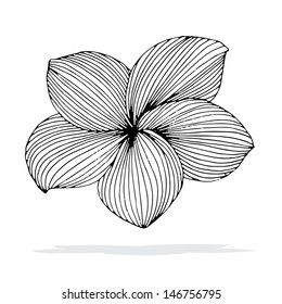 Original drawing of Frangipani flower with shadow on simple white background.  (Plumeria), Hawaii, Bali (Indonesia), Shri-Lanka Tropical Necklace Flowers. Vector Illustration 