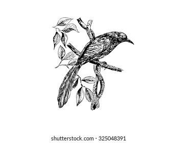The original drawing vector of birds on white paper, Green-billed Malkoha