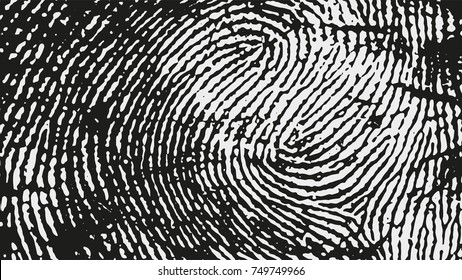 Original fingerprint pattern. Black stripes on white background. Vector illustration.