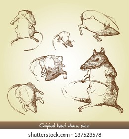 Original hand drawn rats