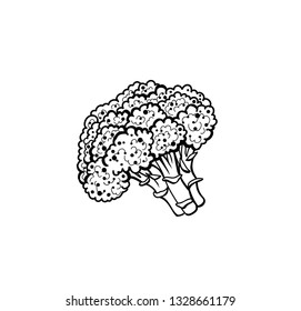Original hand drawn sketch of broccoli. Line art vector vegetable