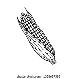Original hand drawn  sketch of corn. Line art vector vegetable