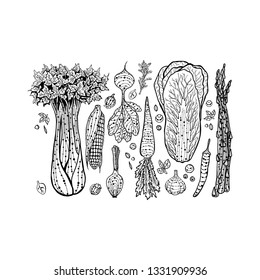 Original hand drawn sketch of vegetables. Vegetarians food. Onion, corn, garlic, pepper, carrot, asparagus, beet, cabbage isolated on white background