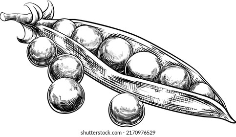Original illustration of garden green sweet peas and pod in vintage woodcut style