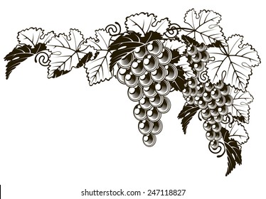 An original illustration of a grapes on a grape vine design element in a vintage style 