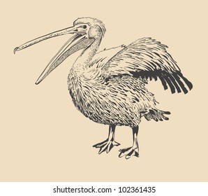original ink drawing of pelican with open beak (Pelecanus onocrotalus). I am author of this illustration