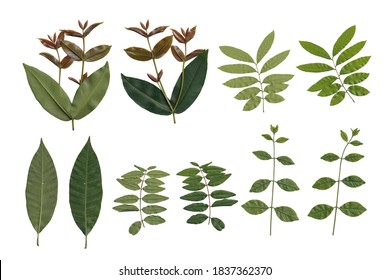 Original leaves of water guava, longan, mango, pomegranate, jasmine