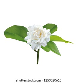  original thai jasmine flower 