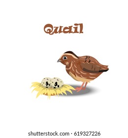 Original trendy vector illustration of cute little quail with nest end eggs. Farm animals collection