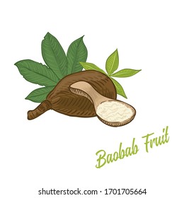 Original and unique baobab fruit vector illustration in color on white background. Isolated Baobab african fruit with spoon and powder, green leaves on background. Image for organic, eco supplements