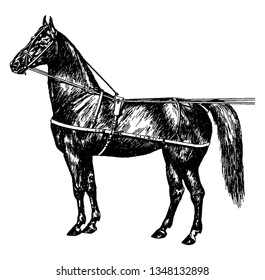 Original Use Horse Harness is a type of horse tack that allows a horse or other equine to pull various horse drawn vehicles such as a carriage, vintage line drawing or engraving illustration.