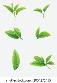 Original Vector Hand Drawn Fresh Leaves Realistic Green Tea Leaves Green