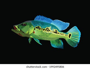 Orinoco-Pfauenbarsch, stimmungsvoller Fisch, exotischer Fisch, Vektorgrafik