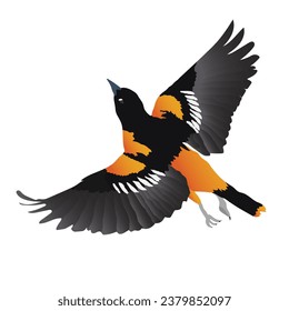 oriole bird Custom Vector Design: Add a Touch of oriole bird Charm to Your Work