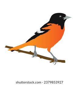 oriole bird Custom Vector Design: Add a Touch of oriole bird Charm to Your Work