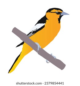 diseño de vectores personalizados para aves oriólicas: Añadir un toque de encanto al pájaro oriole a tu trabajo