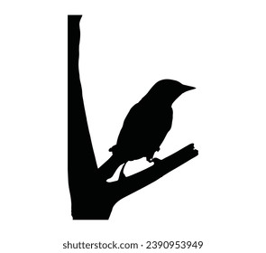 Oriole bird logo design template.