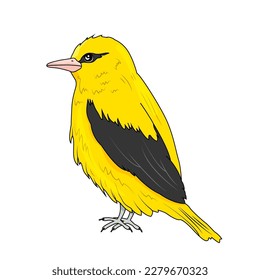 Oriole bird is yellow with black spots and pink beak. Vector stock illustration. Feathered. isolated. White background.