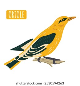 Oriole, süßer Vogel. Vektor Isolierte gelbe Singvogelgrafik. Für Postkarte, Poster, Lehrbuch.