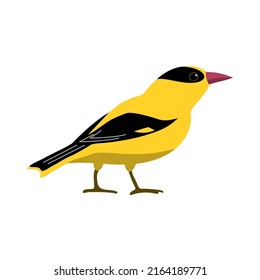 Oriole Forest Songbird. Beautiful Yellow Wild Bird. Animals And Fauna Of Wild Nature. Zoology And Ornithology. Vector Flat Illustration Isolated On White Background