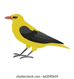 oriole illustration