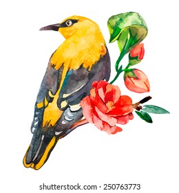 Oriole isolated on white background. With exotic bird. Vector. Watercolor.
