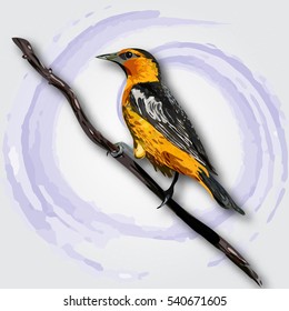 Oriole isolated on white background. Vector