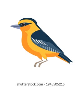 Oriole is an Old World family of passerine birds. ​Orange Songbird Cartoon flat style beautiful character of ornithology, vector illustration isolated on white.