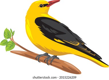 Oriole sits on a branch. Vector