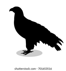 Orlan Hawk Bird Black Silhouette Animal. Vector Illustrator.