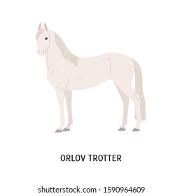 Orlov trotter horse breeding flat vector illustration. Famous Russian racehorse isolated on white background. Graceful stallion with long mane and tail. Beautiful white mare standing pose.