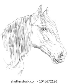 Orlov Trotter horse portrait. Horse head  in profile in monochrome color isolated on white background. Vector hand drawing illustration