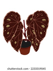 Ornamental Begonia plant vector illustration