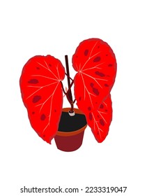 Ornamental Begonia plant vector illustration