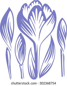 ornamental crocus